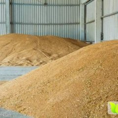 收购大量玉米大豆高粱碎米淀粉等