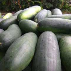 新野冬瓜逐渐升温城郊华先生诚信合作