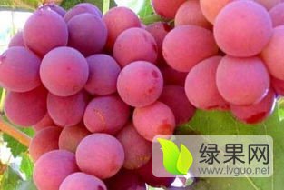 渭南葡萄香甜可口, 陕西红提葡萄大量上市