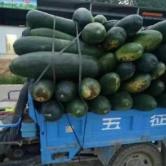 郯城我出大量供应黑皮冬瓜 瓜形好看