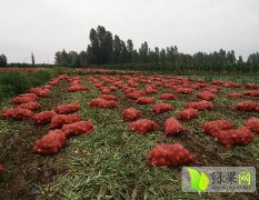 2017临泽洋葱 本种植基地有洋葱800于亩