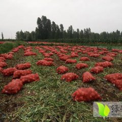 2017临泽洋葱 本种植基地有洋葱800于亩