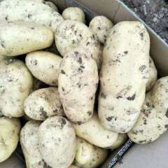 河北围场荷兰十五土豆欢迎合作