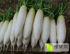 张北大青沟种植基地现货大量供应大萝卜