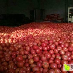 内蒙古宁城硬粉西红柿大量上市 欢迎新老客户来