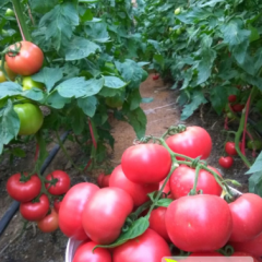 莒南县筵宾镇绿色无公害蔬菜基地