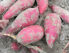 夏津县红薯批发基地红薯鲜花生大量上市
