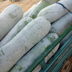 湖北云梦本地白皮冬瓜大量上市，个头均匀