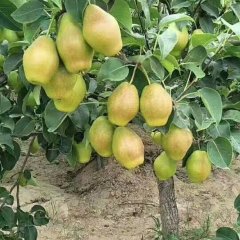 大荔范家严强7月红香酥梨
