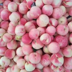 大荔蜜桃营养丰富,华原严强诚信合作