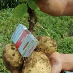 公主岭市土豆种植基地欢迎你们的到来