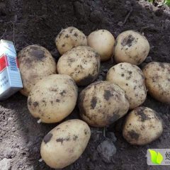 吉林省公主岭市土豆基地现有尤金885