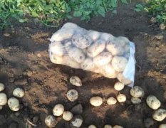 2017玉田出售土豆，品种有早大白，荷兰系列