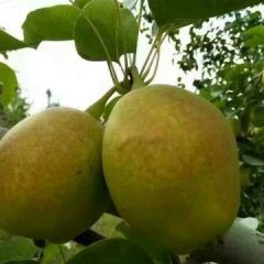 大荔香梨基地产地价格行情