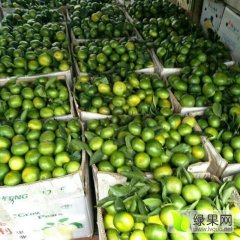 富川特早/普早柑橘上货量大广西林龙珠