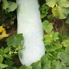 2017夏邑冬瓜 白皮冬瓜上市中，种植面积广