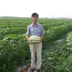 陕西定边金花一号西瓜火爆招商中