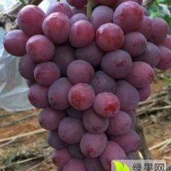 邯郸巨峰葡萄价格下跌