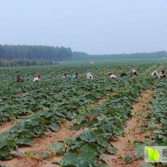 我处种植日本爱碧斯小南瓜270余亩