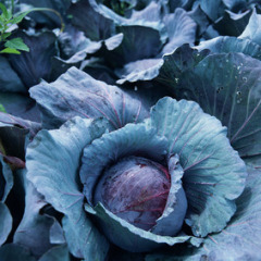 阳原甘蓝 大批紫甘蓝  娃娃菜    青菜