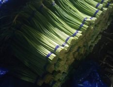 山东莱城本处种植大蒜，杂交蒜苔特别好