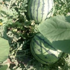 赤峰西瓜代办，李杰：13847623936