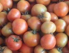 大红硬果番茄上市供应，规格在弧三以上