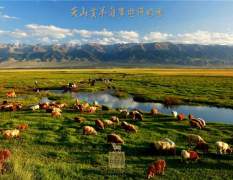 2017天山绵羊 贡羊牧场自然生态农法