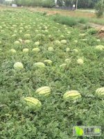 纯天然西瓜已大面积成熟，属沙地西瓜