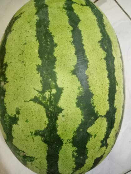 金城5号价格