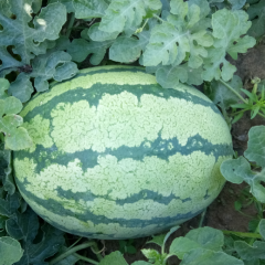 赤峰西瓜现已大量上市，花皮长瓜