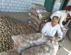 甘肃会宁土特产土豆大量上市，品种有早大白