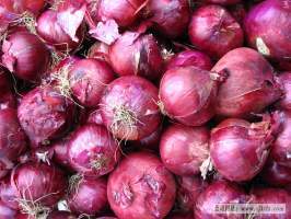 甘肃金昌朱王堡红紫皮洋葱品质优良