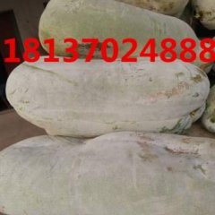 2017夏邑冬瓜走过路过不要错过