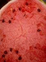 赤峰地区沙土地西瓜大面积上市！！！