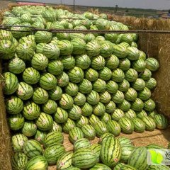 靖远西瓜金城5号 中晚熟西瓜品种