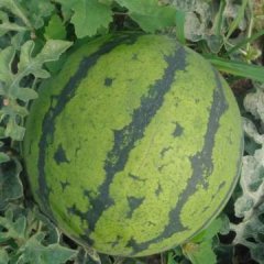 凌海交通方便西瓜已大量上市