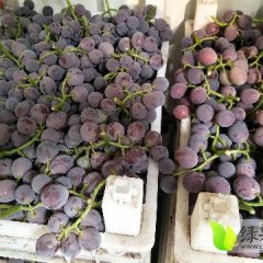 东昌府藤稔，巨峰等葡萄基地，质量优
