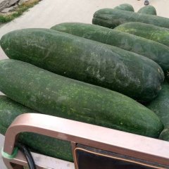 滕州子弹头黑皮冬瓜大量上市中，品质好