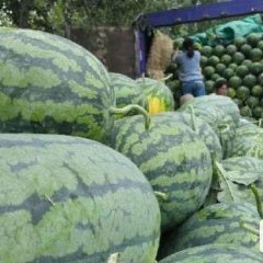 河南通许美都，8424西瓜 专业代办，质量保证