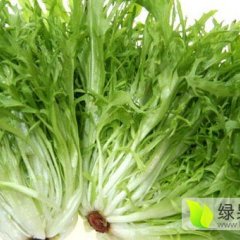 河北沽源苦菊现7月已经大面积上市-11月