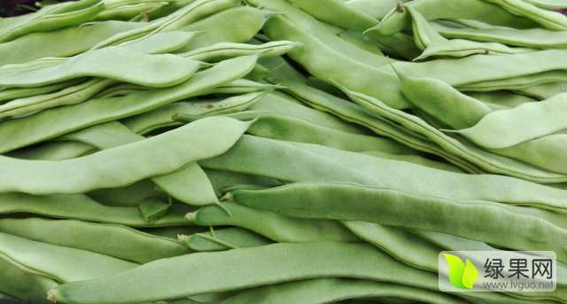 供应:河北沽源老李:绿龙豆角上市了 来电吧