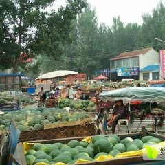 河南纯沙地西瓜龙卷风