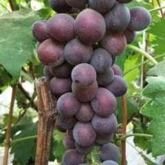 沙镇藤稔葡萄，口感甜，耐运输！