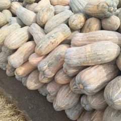 湖北嘉鱼陶政金韩密本南瓜