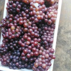 永年葡萄价格行情平稳,张西李帅涛诚信合作