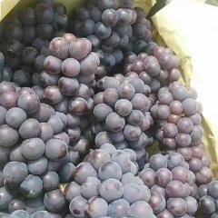 2017永年葡萄走过路过不要错过