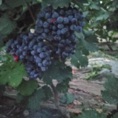 东昌府许营赵万春6月夏黑葡萄