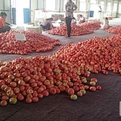 宁城县大城子西红柿 正式上市