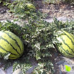 甘肃省白银市靖远县高湾乡旱沙地西瓜上市